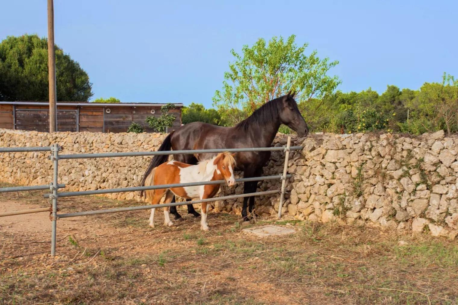 Menorca Llimpet Estada en una granja *